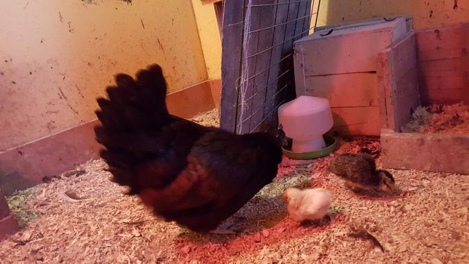 Siste tilskudd i 2019: Fostermor har fått en silke og en aurocaner kylling.